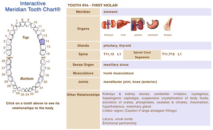 Grand Rapids Dentist Meridian Tooth Chart